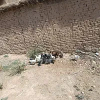 مرغ|حیوانات مزرعه|رودشت (چهارمحال و بختیاری), |دیوار