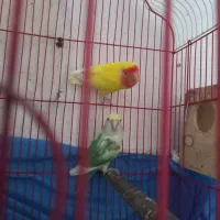 کوتوله برزیلی