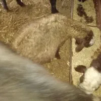 نربره چاق سالم|حیوانات مزرعه|دلند, |دیوار