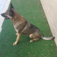 ژرمن  ورک لاین ماده  ۱ سال و نیمه