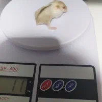 همستر کمپل|موش و خرگوش|تهران, بریانک|دیوار