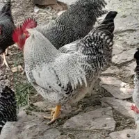 فروش مرغ تخمگذاروخروس پیلموک رایت|حیوانات مزرعه|قم, باجک دو|دیوار