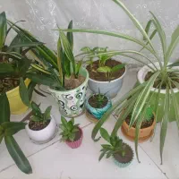 گل طبیعی گندمی  پتوس  زیپلین کاکتوس  سانسوریا