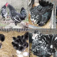 جوجه مرغ و خروس گلین