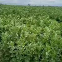 باقالی سبز گلستان