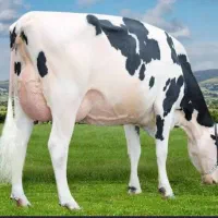 فروش گاو شیری هلشتایین صنعتی