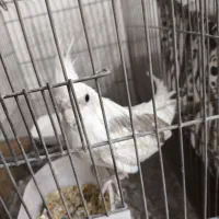 عروس هلندی ماده بالغ