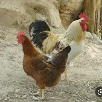 مرغ تخم گذار محلی