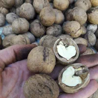 گردو پوست کاغذی مغزسفید درجه یک ،درشت وخوشمزه