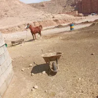 اسب|اسب و تجهیزات اسبسواری|بیرانوند, |دیوار