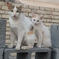 گربه نر سه ماهه سفید خوشگل