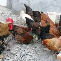 مرغ محلی تخم گذار درجه یک|حیوانات مزرعه|تهران, اوین|دیوار