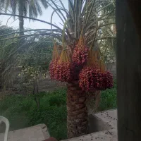اجاره باغ خرما