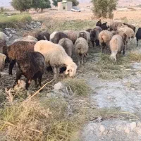 فروش ۴۰راس میش گلون گرم