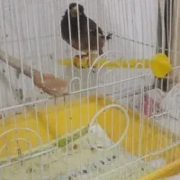 مینا معاوضه با قناری