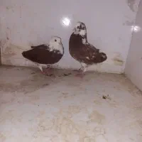یک جفت شازده قهوای