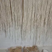 رشته سنتی وبلغورکاملا ارگانیک|خوردنی و آشامیدنی|خواجه, |دیوار