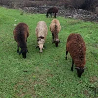 فروش فوری گوسفند و معاوضه با ماشین سرحال