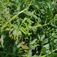 باقالا فروشی