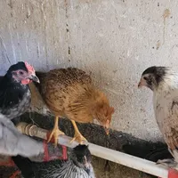 مرغ و‌خروس و جوجه|حیوانات مزرعه|تهران, شهرک تختی|دیوار