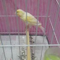 قناری نر|پرنده|مشهد, مصلی (کارمندان اول)|دیوار