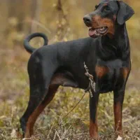 دوبرمن شجردار اروپایی