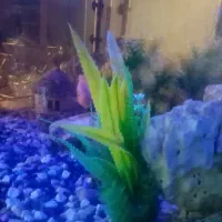 آکواریوم با لوازم|ماهی|مشهد, توس (بلوار توس)|دیوار