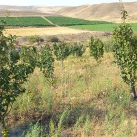 باغ به متراژ ۴۲۰۰۰متر|فروش دفتر صنعتی، کشاورزی، تجاری|کوثر, |دیوار