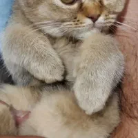 بچه گربه اسکاتیش دبل فولد تبی اصیل ومهربون|گربه|بیرجند, |دیوار