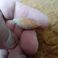 جهت.کارایی.مهره.اصل.کارشناسی