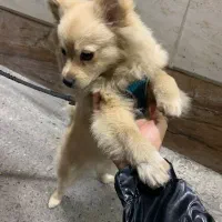 سگ پامر روباهی