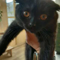 دوعدد گربه اسکاتیش اصیل|گربه|تبریز, |دیوار