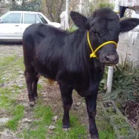 گاونر یا ورزاکوله آمریکایی جنس انگوس