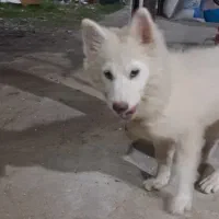 سگ هاسکی|سگ|قائم‌شهر, |دیوار