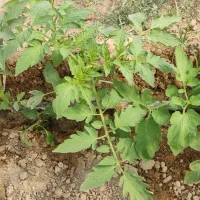 نهال گوجه|حراج|زهک, |دیوار