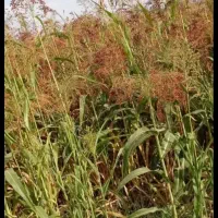 حدپد 2500بسته جارو دستی|خدمات باغبانی و درختکاری|کوهدشت, |دیوار