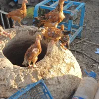 سلام جوجه خونگی  بفروش میرسد