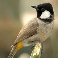 پرنده خوش صدا