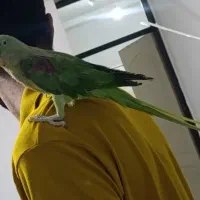 شاه طوطی ۱۴ ماهه رام سخنگو