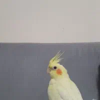 عروس هلندی پیدا شده