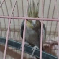 فروش نرسیامون به شرط جوجه ودامپزشکی