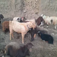 نربز سانن|حیوانات مزرعه|فریمان, |دیوار