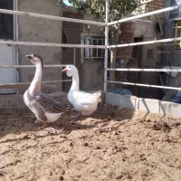 معاوضه قو غاز|حیوانات مزرعه|کرج, کمال‌شهر|دیوار