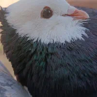 کفتر کبوتر پرشی و رنگی