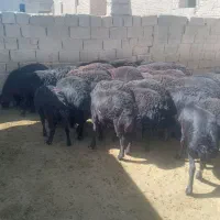 فروش ۳۰راس بره ماده های قره قزل