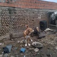 توله سگ افغانی ۱۵دماهه|سگ|فاضل آباد, |دیوار