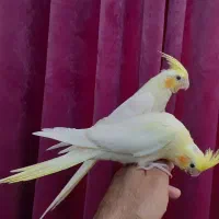 عروس هلندی میبد|پرنده|میبد, |دیوار