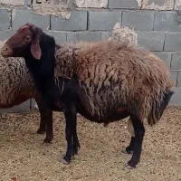 قوچ افشاری .کربال.