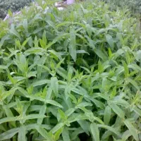 عرق پونه وحشی