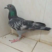 دمبی و سبز پلاکی و کوهی اصل